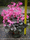 Saxifraga Cortusifolia Dancing Pixies Toni, Steinbrech, organically grown plants for sale at TOMs FLOWer CLUB.