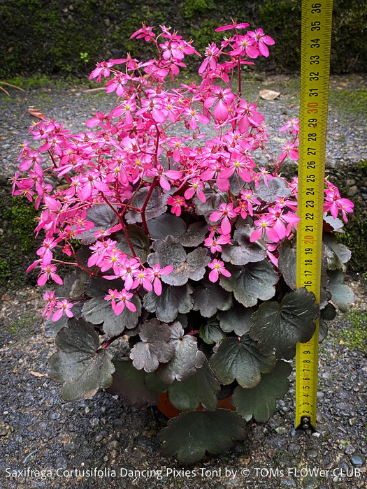 Saxifraga Cortusifolia Dancing Pixies Toni, Steinbrech, organically grown plants for sale at TOMs FLOWer CLUB.