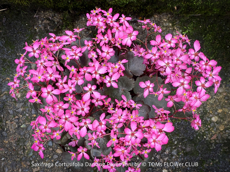 Saxifraga Cortusifolia Dancing Pixies Toni, Steinbrech, organically grown plants for sale at TOMs FLOWer CLUB.