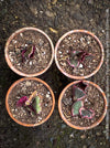 Saxifraga Stolonifera Tricolor Variegata, Steinbrech, organically grown plants for sale at TOMs FLOWer CLUB.