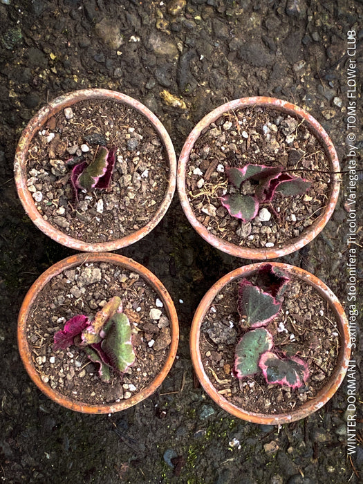 Saxifraga Stolonifera Tricolor Variegata, Steinbrech, organically grown plants for sale at TOMs FLOWer CLUB.