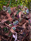 Saxifraga Stolonifera Tricolor Variegata, Steinbrech, organically grown plants for sale at TOMs FLOWer CLUB.
