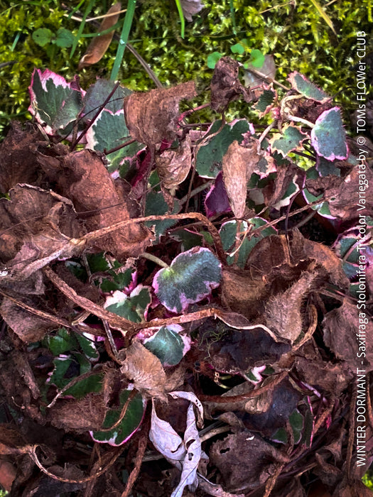Saxifraga Stolonifera Tricolor Variegata, Steinbrech, organically grown plants for sale at TOMs FLOWer CLUB.
