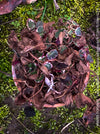 Saxifraga Stolonifera Tricolor Variegata, Steinbrech, organically grown plants for sale at TOMs FLOWer CLUB.