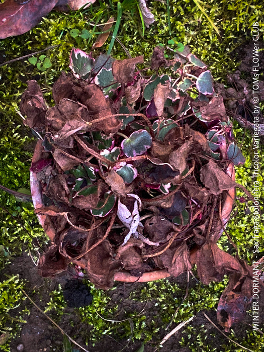 Saxifraga Stolonifera Tricolor Variegata, Steinbrech, organically grown plants for sale at TOMs FLOWer CLUB.