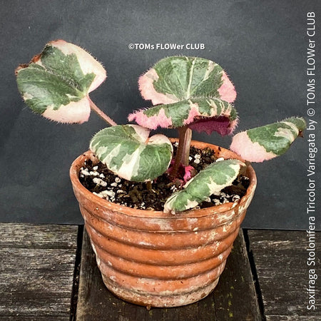 Saxifraga Stolonifera Tricolor Variegata, Steinbrech, organically grown plants for sale at TOMs FLOWer CLUB.
