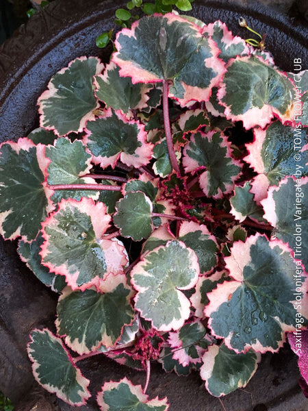 Saxifraga Cortusifolia Dancing Pixies Tally, Steinbrech, organically grown plants for sale at TOMs FLOWer CLUB.