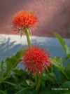 Scadoxus Multiflorus / Fireball Lilly / Blutblume, organically grown succulent plants for sale at TOMs FLOWer CLUB.