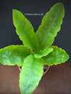 Scadoxus Multiflorus / Fireball Lilly / Blutblume, organically grown succulent plants for sale at TOMs FLOWer CLUB.