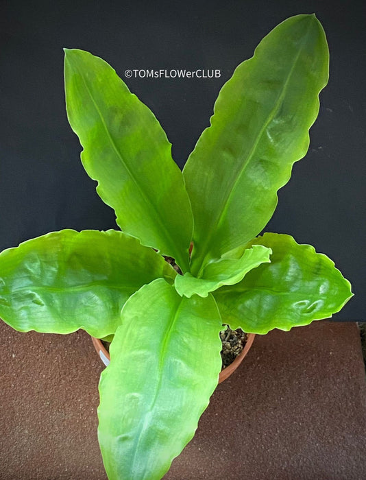 Scadoxus Multiflorus / Fireball Lilly / Blutblume, organically grown succulent plants for sale at TOMs FLOWer CLUB.