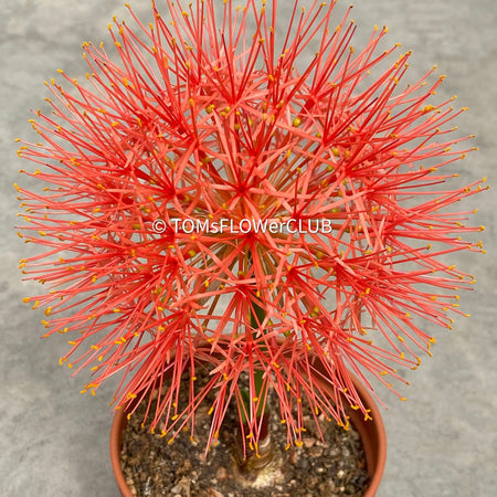 Scadoxus Multiflorus / Fireball Lilly / Blutblume, organically grown succulent plants for sale at TOMs FLOWer CLUB.