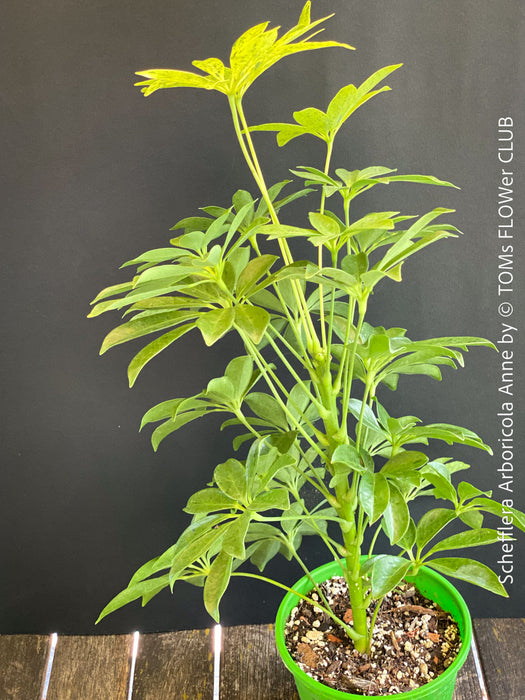 Schefflera Arboricola Anne, umbrella tree, organically grown tropical plants for sale at TOMs FLOWer CLUB.
