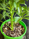 Schefflera Arboricola Anne, umbrella tree, organically grown tropical plants for sale at TOMs FLOWer CLUB.