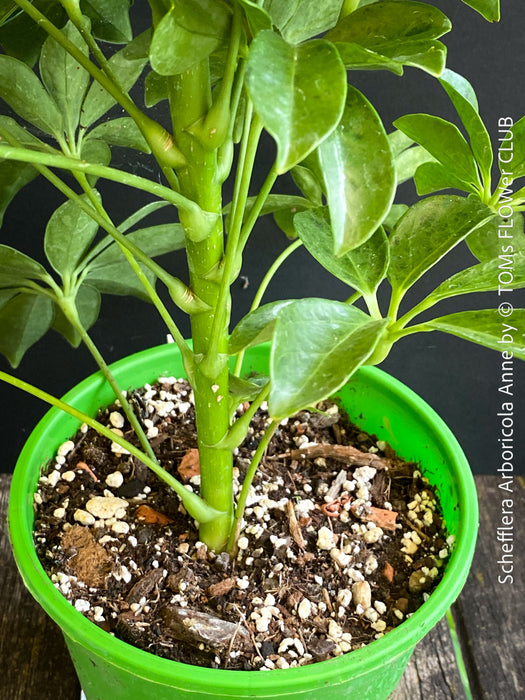 Schefflera Arboricola Anne, umbrella tree, organically grown tropical plants for sale at TOMs FLOWer CLUB.