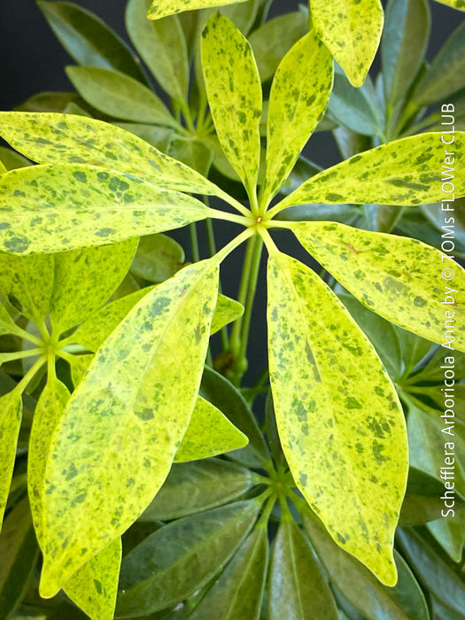 Schefflera Arboricola Anne, umbrella tree, organically grown tropical plants for sale at TOMs FLOWer CLUB.