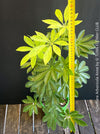 Schefflera Arboricola Anne, umbrella tree, organically grown tropical plants for sale at TOMs FLOWer CLUB.