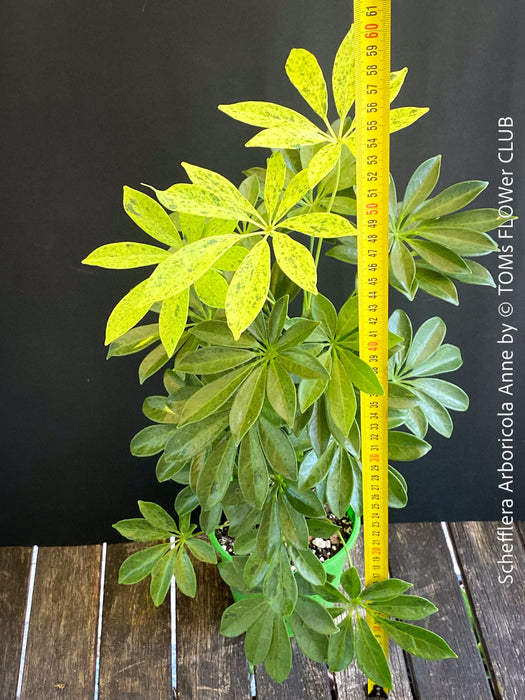 Schefflera Arboricola Anne, umbrella tree, organically grown tropical plants for sale at TOMs FLOWer CLUB.