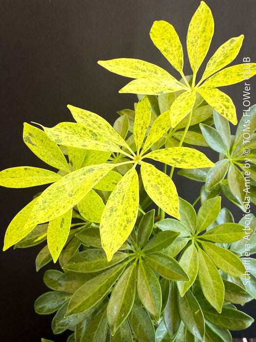 Schefflera Arboricola Anne, umbrella tree, organically grown tropical plants for sale at TOMs FLOWer CLUB.