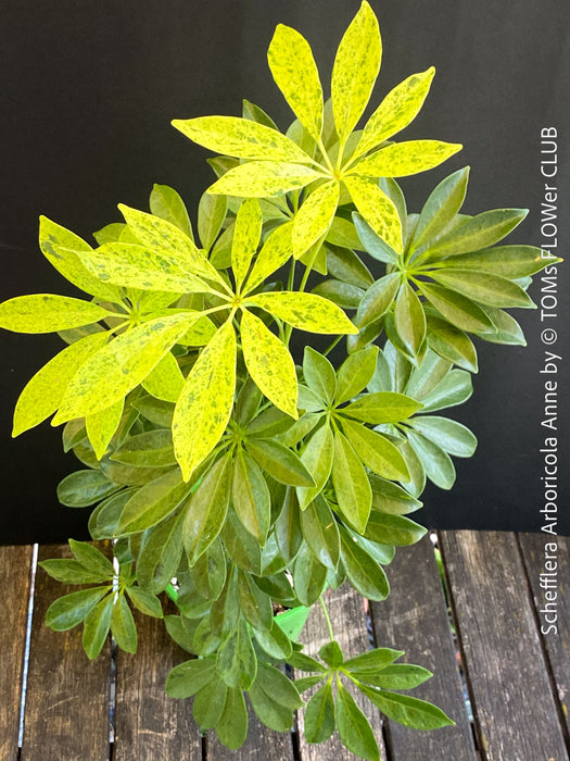 Schefflera Arboricola Anne, umbrella tree, organically grown tropical plants for sale at TOMs FLOWer CLUB.