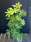 Schefflera Arboricola Anne, umbrella tree, organically grown tropical plants for sale at TOMs FLOWer CLUB.