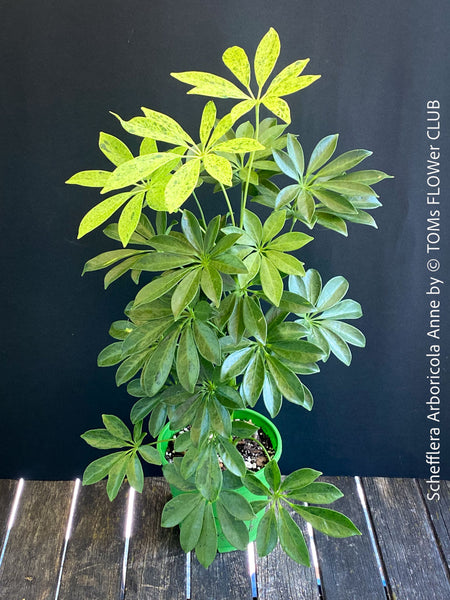 Schefflera Arboricola Anne, umbrella tree, organically grown tropical plants for sale at TOMs FLOWer CLUB.