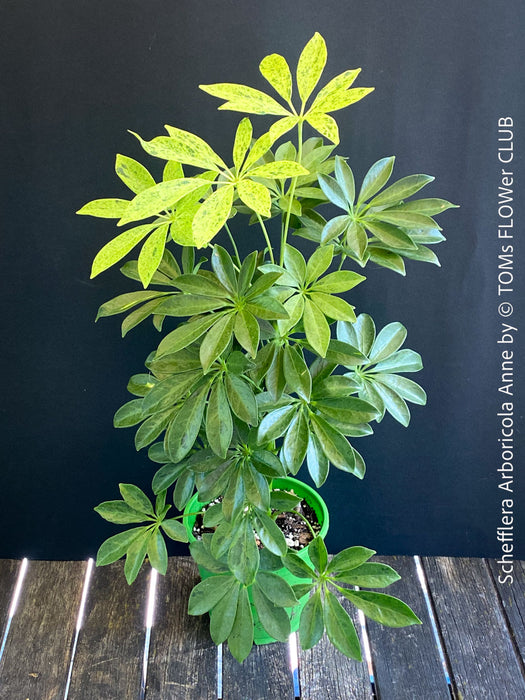 Schefflera Arboricola Anne, umbrella tree, organically grown tropical plants for sale at TOMs FLOWer CLUB.