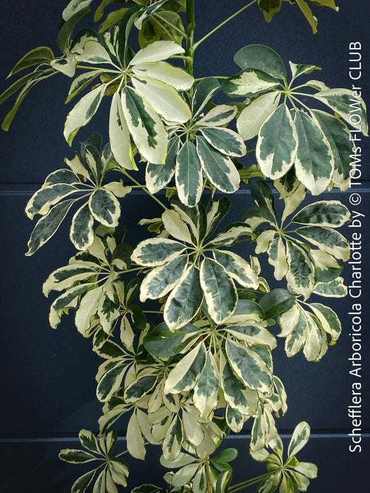 Schefflera Arboricola Charlotte