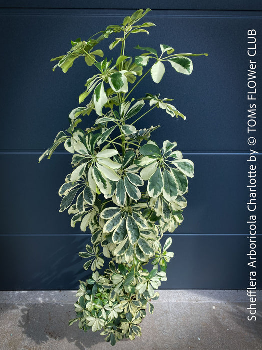 Schefflera Arboricola Charlotte