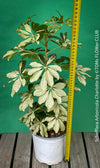 Schefflera Arboricola Charlotte, umbrella tree, organically grown tropical plants for sale at TOMs FLOWer CLUB.