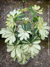 Schefflera Arboricola Charlotte, umbrella tree, organically grown tropical plants for sale at TOMs FLOWer CLUB.