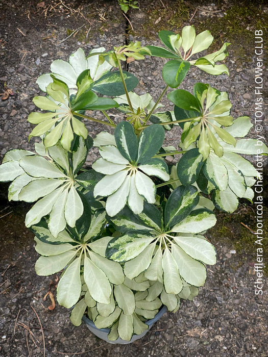 Schefflera Arboricola Charlotte, umbrella tree, organically grown tropical plants for sale at TOMs FLOWer CLUB.