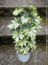 Schefflera Arboricola Charlotte, umbrella tree, organically grown tropical plants for sale at TOMs FLOWer CLUB.