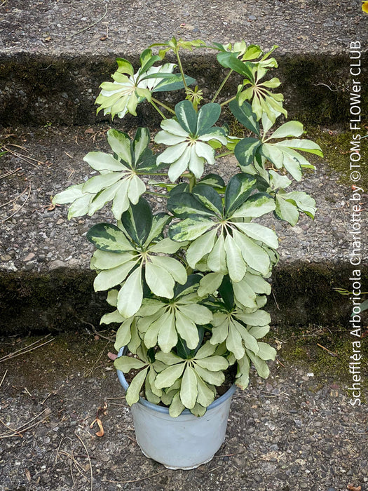 Schefflera Arboricola Charlotte, umbrella tree, organically grown tropical plants for sale at TOMs FLOWer CLUB.