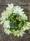 Schefflera Arboricola Charlotte, umbrella tree, organically grown tropical plants for sale at TOMs FLOWer CLUB.