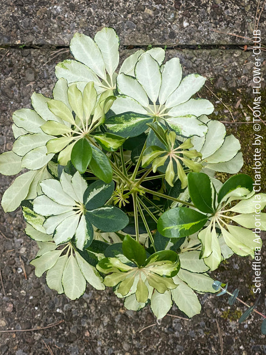 Schefflera Arboricola Charlotte, umbrella tree, organically grown tropical plants for sale at TOMs FLOWer CLUB.