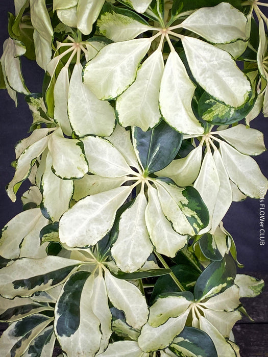 Schefflera Arboricola Charlotte, umbrella tree, organically grown tropical plants for sale at TOMs FLOWer CLUB.