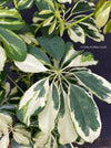 Schefflera Arboricola Charlotte, umbrella tree, organically grown tropical plants for sale at TOMs FLOWer CLUB.