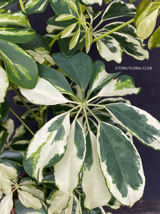 Schefflera Arboricola Charlotte, umbrella tree, organically grown tropical plants for sale at TOMs FLOWer CLUB.