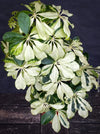 Schefflera Arboricola Charlotte, umbrella tree, organically grown tropical plants for sale at TOMs FLOWer CLUB.