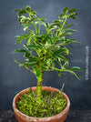 Schefflera Arboricola Variegata Dwarf, bonsai tree, umbrella tree, organically grown tropical plants for sale at TOMsFLOWer CLUB.