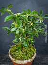 Schefflera Arboricola Variegata Dwarf, bonsai tree, umbrella tree, organically grown tropical plants for sale at TOMsFLOWer CLUB.