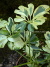 Dwarf - Schefflera arboricola Janine, organically grown tropical plants for sale at TOMsFLOWer CLUB.