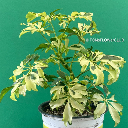 Dwarf - Schefflera arboricola Janine, organically grown tropical plants for sale at TOMs FLOWer CLUB.