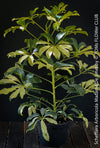 Schefflera Arboricola Madame De Smet, umbrella tree, organically grown tropical plants for sale at TOMs FLOWer CLUB.