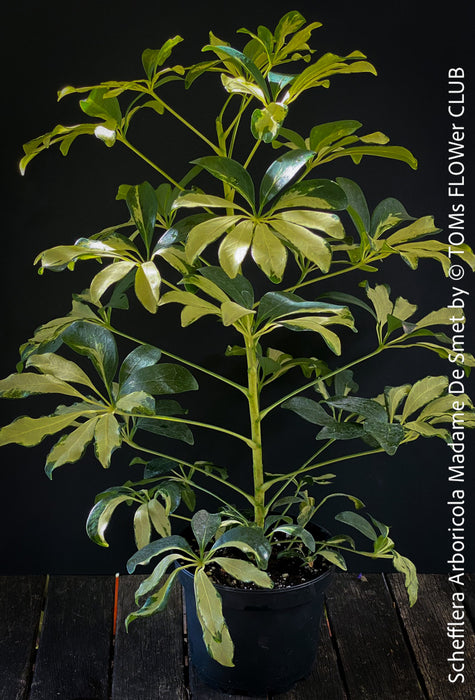 Schefflera Arboricola Madame De Smet, umbrella tree, organically grown tropical plants for sale at TOMs FLOWer CLUB.