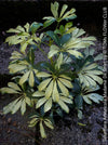 Schefflera Arboricola Madame De Smet, umbrella tree, organically grown tropical plants for sale at TOMs FLOWer CLUB.