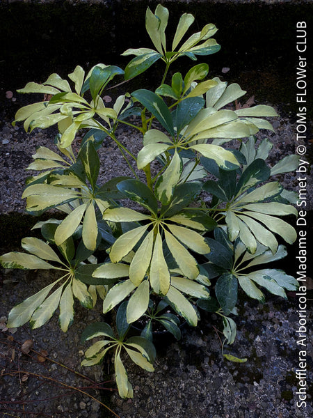 Schefflera Arboricola Madame De Smet, umbrella tree, organically grown tropical plants for sale at TOMs FLOWer CLUB.