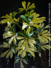 Schefflera Arboricola Madame De Smet, umbrella tree, organically grown tropical plants for sale at TOMs FLOWer CLUB.