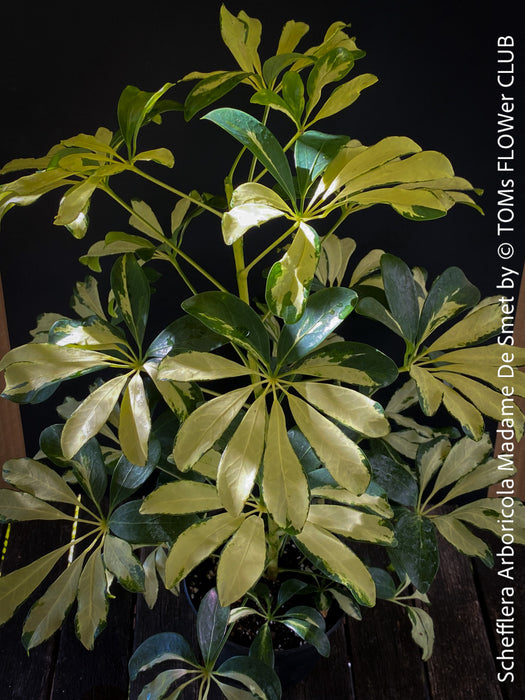 Schefflera Arboricola Madame De Smet, umbrella tree, organically grown tropical plants for sale at TOMs FLOWer CLUB.