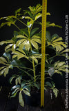 Schefflera Arboricola Madame De Smet, umbrella tree, organically grown tropical plants for sale at TOMs FLOWer CLUB.